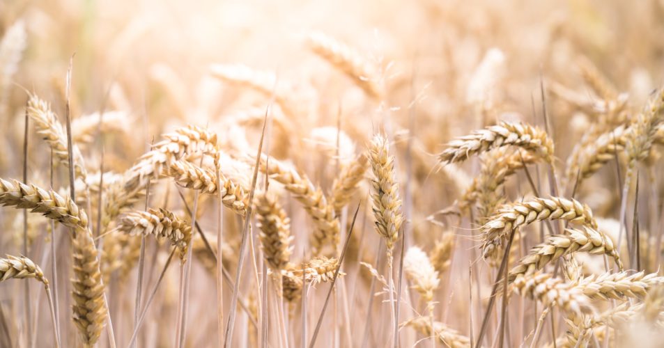 Photo d'un champs de blé en gros plan par Bellanné
