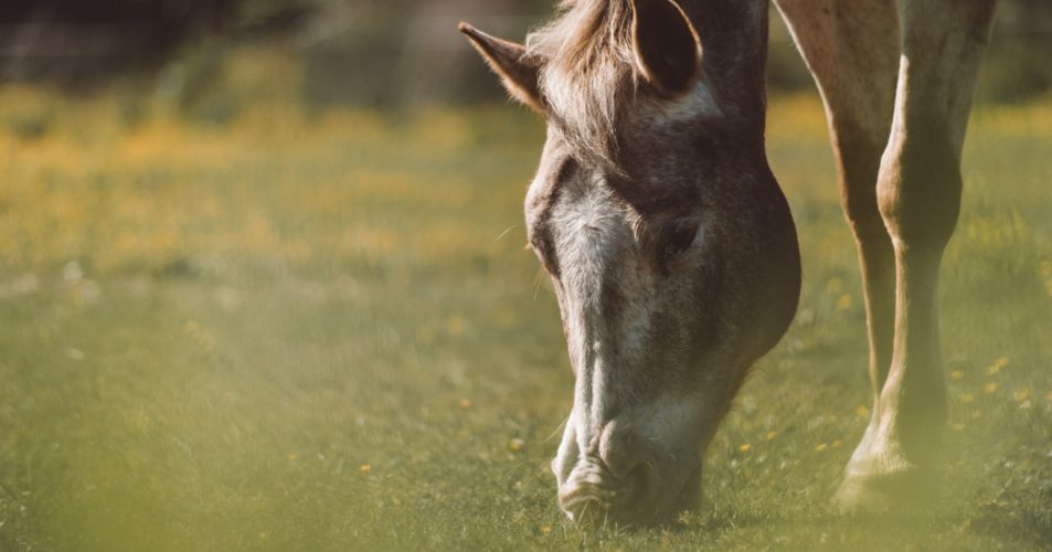 Photo d'un cheval entrain de brouter dans une prairie
