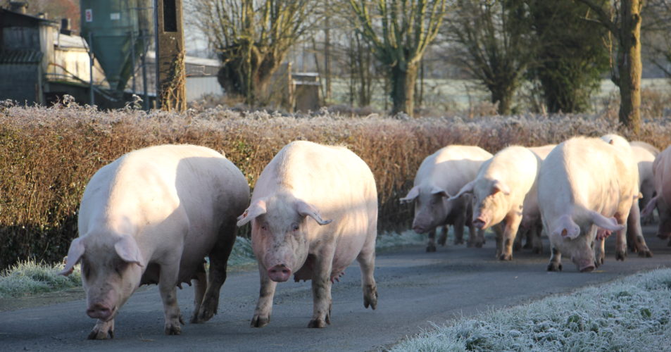 Photo de plusieurs porcs se baladant sur une route en plein air