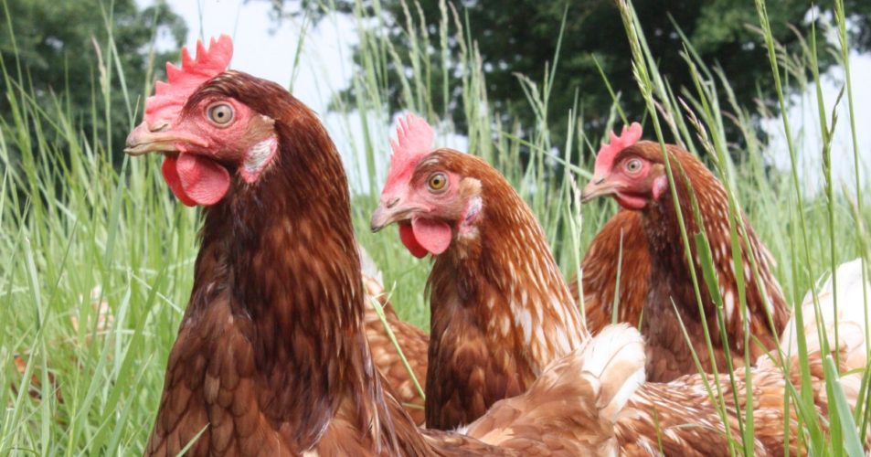 Photo de poules pondeuses dans une Basse-cour