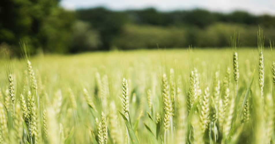 champs de blé en gros plan par bellanne