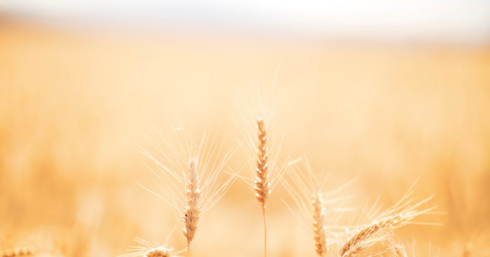 Photo d'un champs de blé