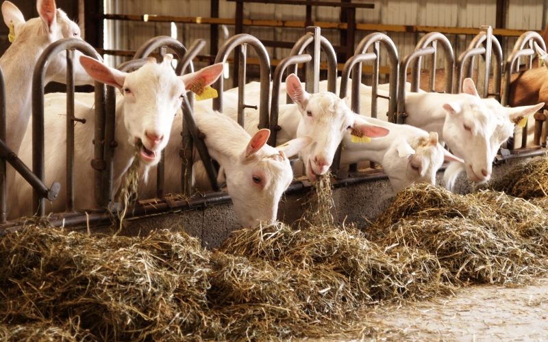 Nous pouvons voir plusieurs chèvres entrain de ruminer du foin Bellanné dans leurs enclos