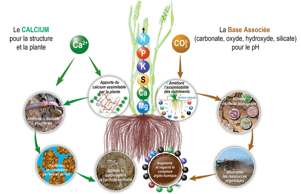 Chaulage. C'est un schéma démontrant l'importance d'avoir un sol équilibré et structuré