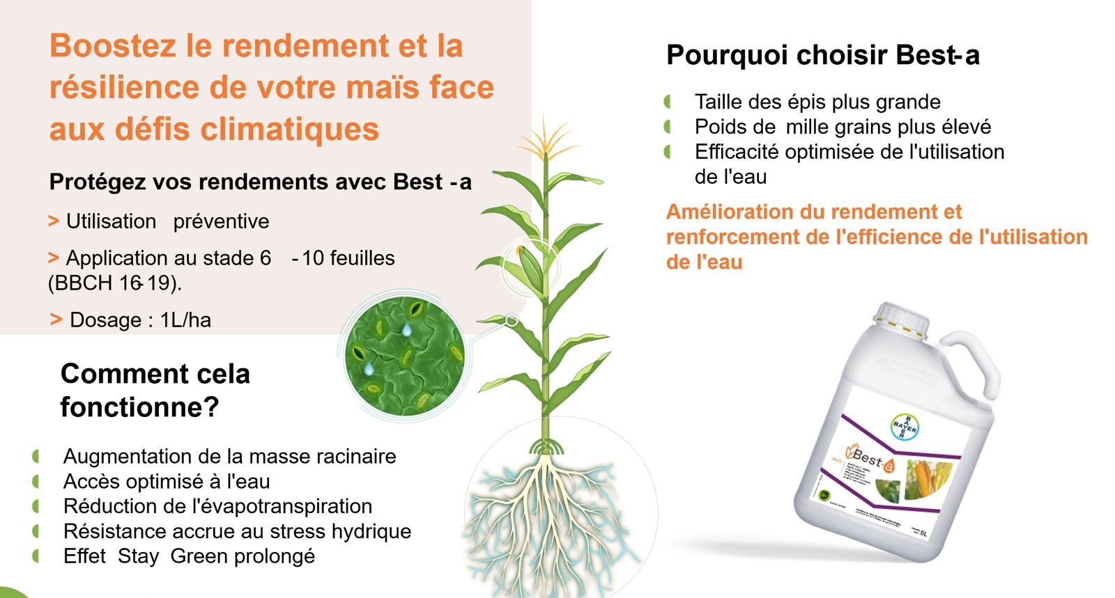 Best-a maïs, le biostimulant pour lutter contre le stress hydrique